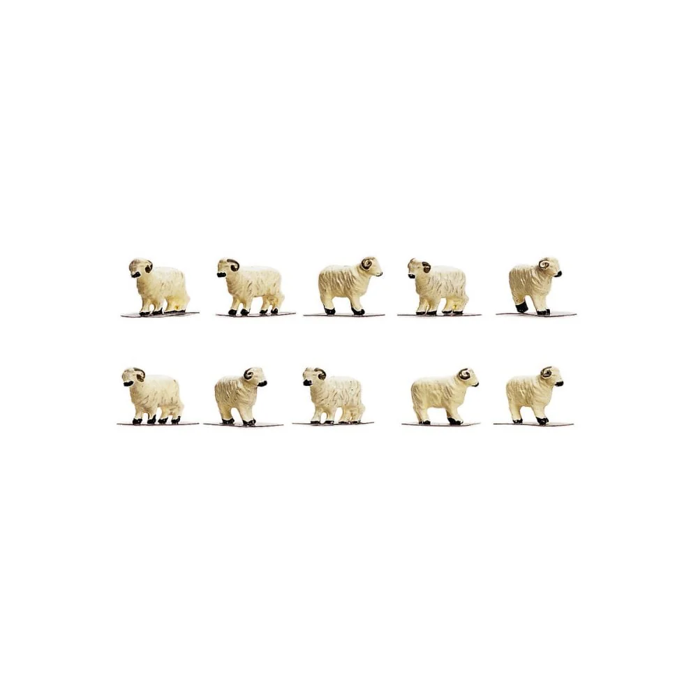 Sheep (10)